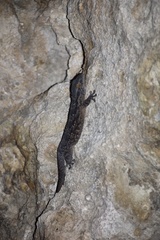 Tarentola americana