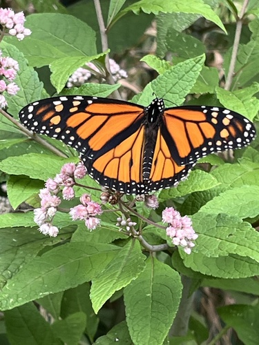 Monarch