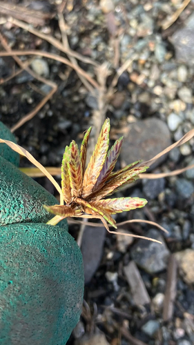 Cyperus bipartitus, photograph 6