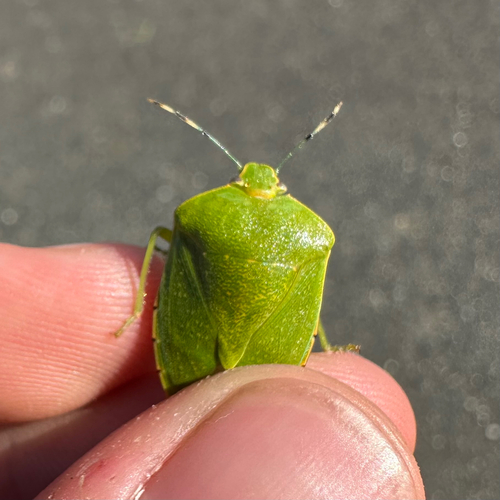 Green Stink Bug