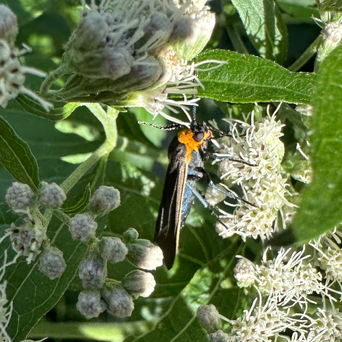 Yellow-collared Scape Moth