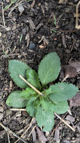 Indian tobacco