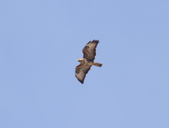 Buteo buteo