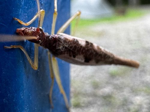 Two-spotted Tree Cricket