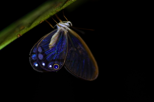 Subspecies Cithaerias andromeda andromeda · iNaturalist
