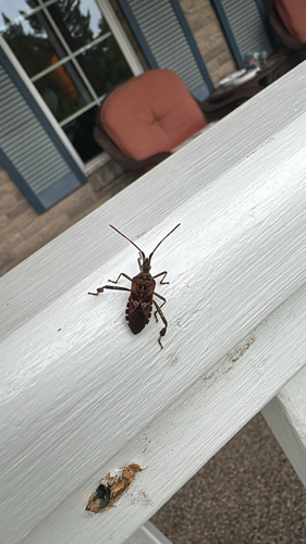 Western Conifer Seed Bug