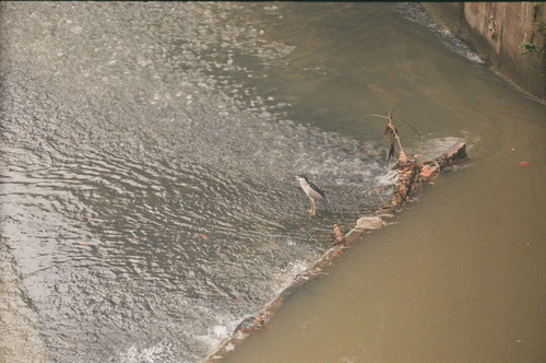 Black-crowned Night Heron