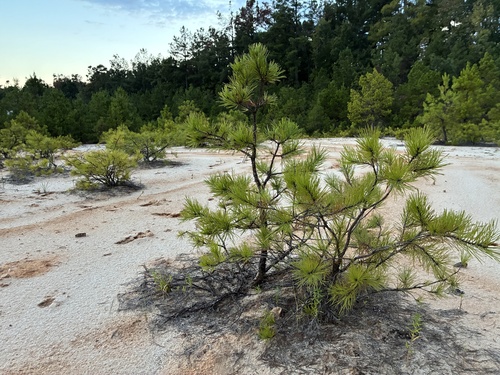 shortleaf pine