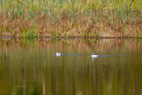 Bufflehead