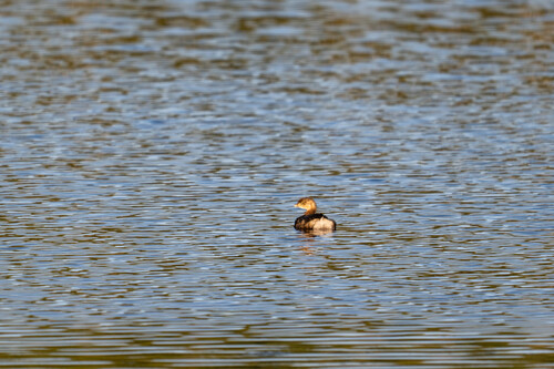 Pied-billed Grebe