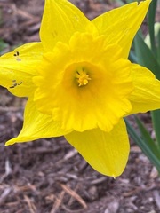 Narcissus