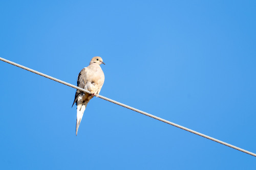 Mourning Dove