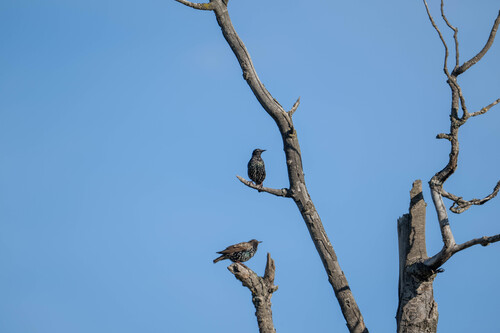 European Starling