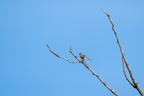 Myrtle Warbler