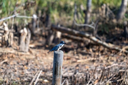 Belted Kingfisher