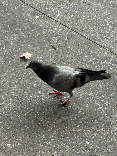 Rock Pigeon
