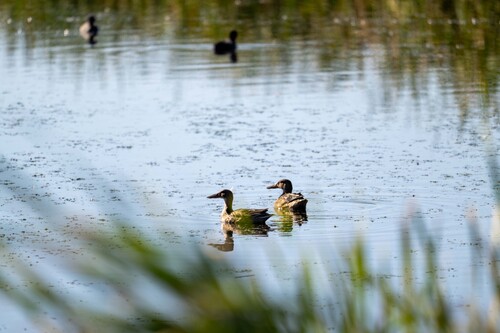 Northern Shoveler