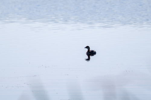 Pied-billed Grebe