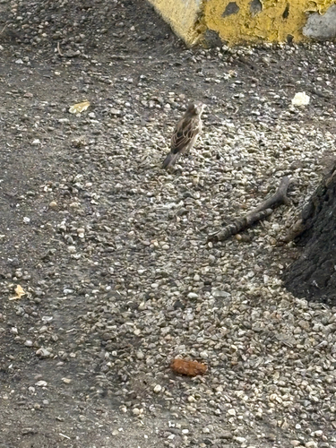House Sparrow