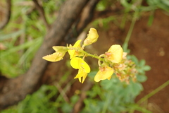 Crotalaria globifera