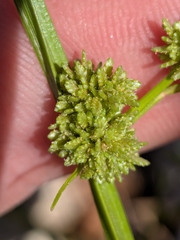 Cyperus difformis, photograph author not stated, no rights reserved