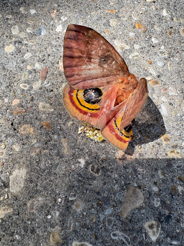 Io Moth