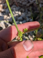 Cyperus difformis, photograph author not stated, no rights reserved