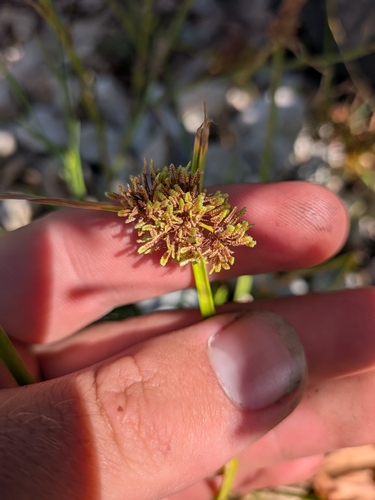 Cyperus difformis, photograph 3