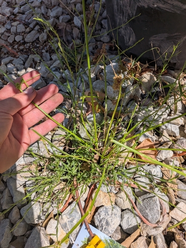 Cyperus difformis, photograph 4