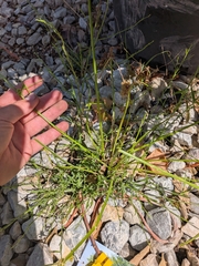 Cyperus difformis, photograph author not stated, no rights reserved