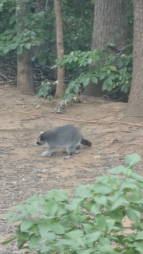 Common Raccoon