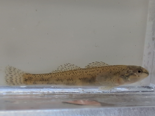 Northern Tessellated Darter