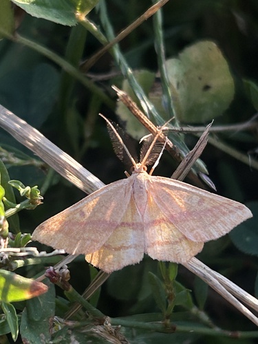 Chickweed Geometer Moth