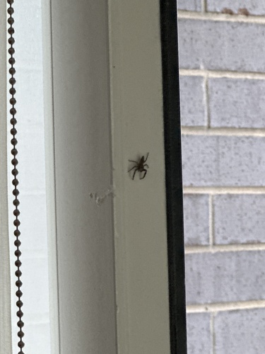 Tan Jumping Spider