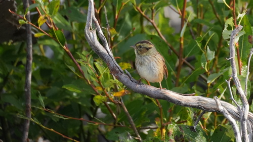 Swamp Sparrow