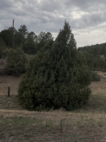 Rocky Mountain Juniper