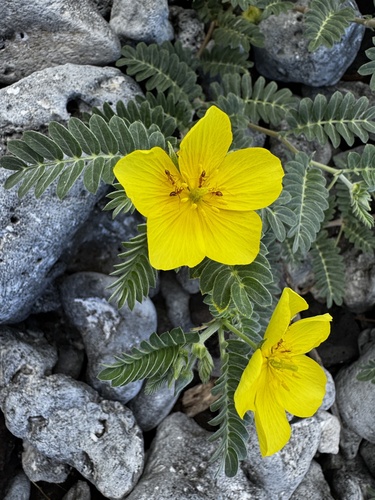 Tribulus cistoides observed 2026-09-16