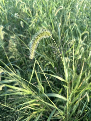 giant foxtail