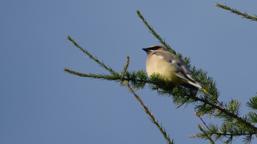 Cedar Waxwing