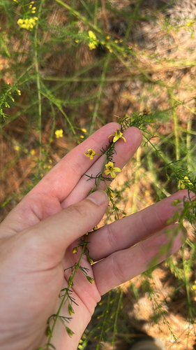 Yaupon Blacksenna