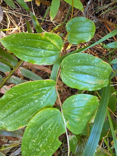 Prosartes smithii, photograph 1