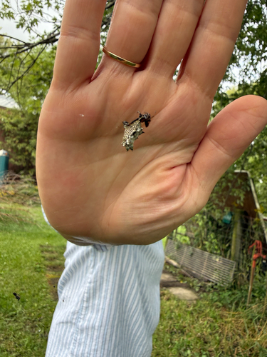 Spined Micrathena