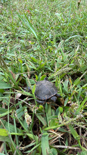 Midland Painted Turtle