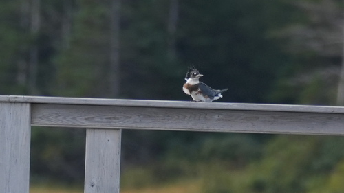 Belted Kingfisher