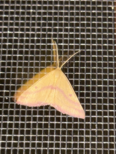 Chickweed Geometer Moth