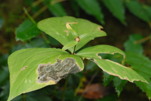 Trillium ovatum, photograph 3