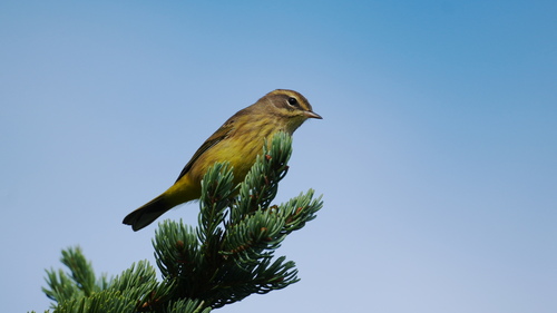 Palm Warbler