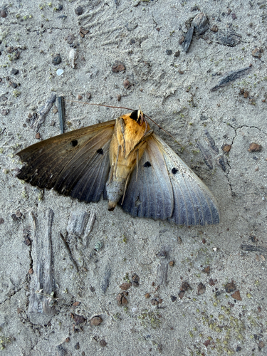 Southern Moon Moth