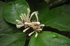 Chassalia curviflora