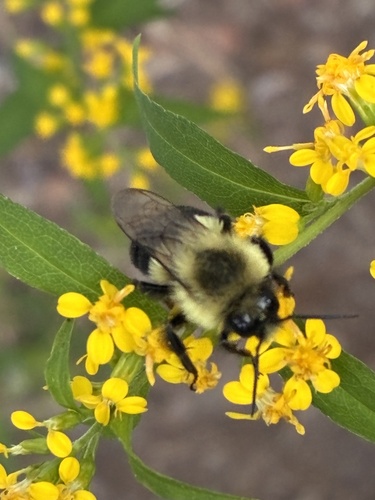 Common Eastern Bumble Bee